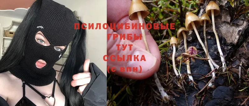 где купить   Новоалтайск  Галлюциногенные грибы Psilocybine cubensis 